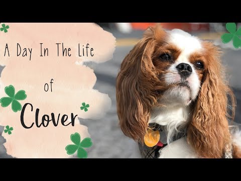 A Day In The Life of Clover ☘️ The Cavalier King Charles Spaniel 🐶