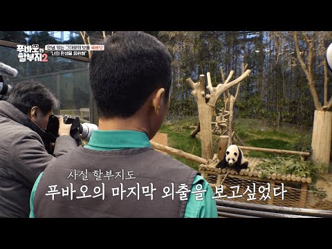 푸바오가 마지막으로 한국팬들 만나던 날ㅣLast Day ofPanda Fu Bao meeting Korean fans