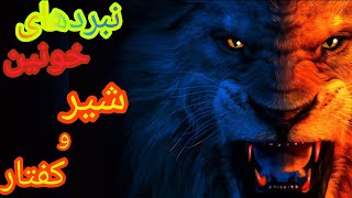 نبرد خونین شیرها و کفتارها #سلطان_جنگل