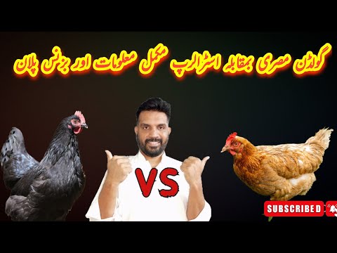 Golden misri Vs Australorp business plan