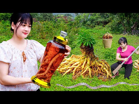 Harvest multi year old Polyscias Fruticosa, Pumpkins, Papaya, Cassava - Cooking in a country kitchen