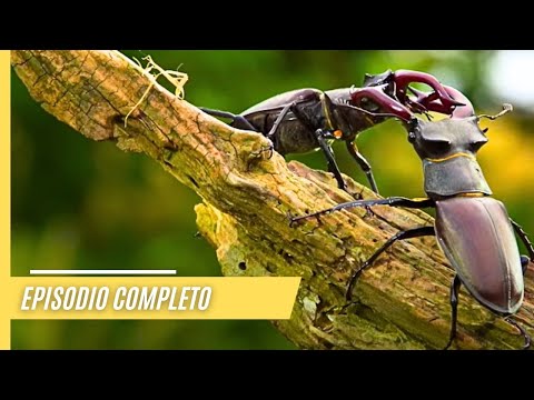 Bosques Impenetrables Mágicos y Místicos | Episodio Completo