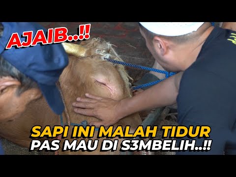 SAPI INI MALAH TIDUR PAS MAU DIS3MBELIH