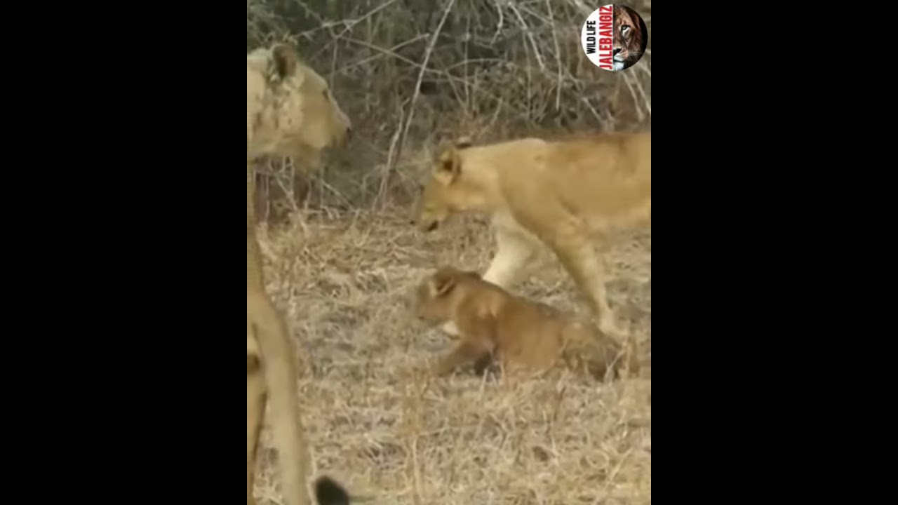 کشتن بچه شیر توسط مادر 🔞 animals Hunter