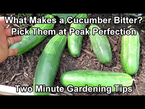 When & How to Pick Cucumbers and What Makes A Cucumber Bitter: Two Minute TRG Tips