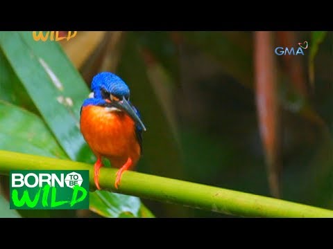 Born to be Wild: Bird watching at Capayas Creek