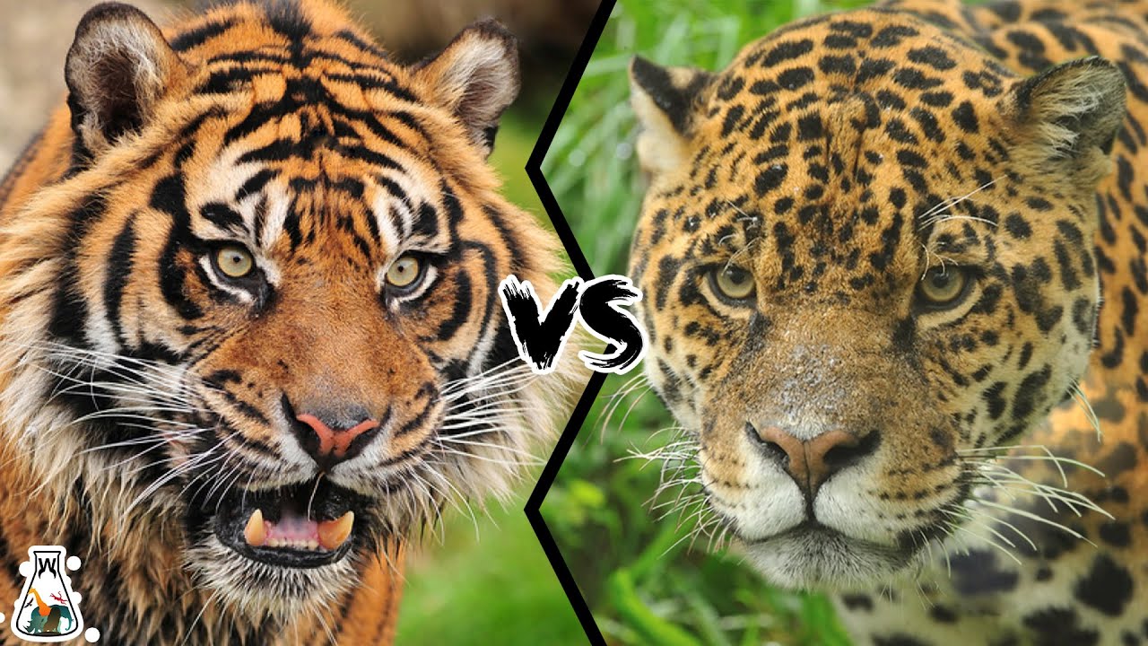 TIGER VS JAGUAR - پادشاه واقعی جنگل کیست؟