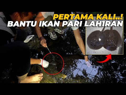 SY0KK BANGETT..! BANTU IKAN PARI MELAH1RKAN DI KOLAM AVIARY..!