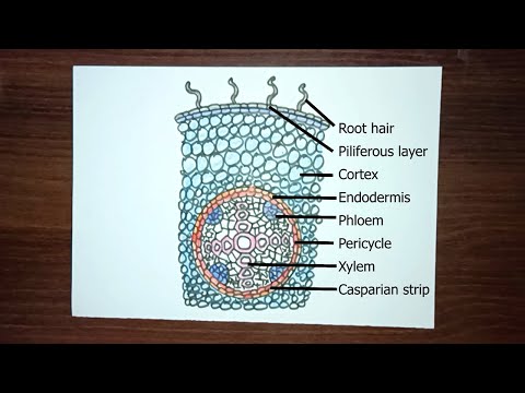 Dicot root diagram drawing | Internal Structure of Dicot Root ...