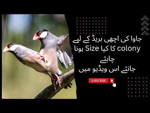 Java ki breed kay liya colony size? #javasparrow #finches #breeding