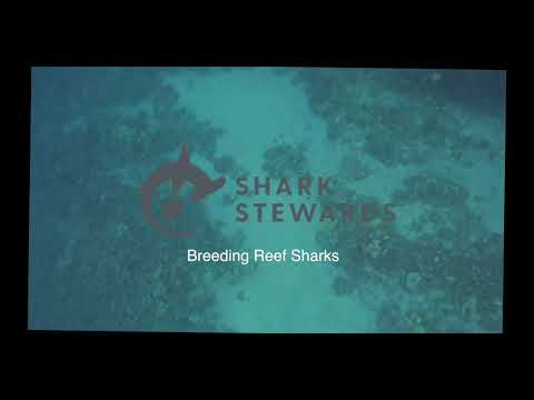 Breeding Whitetip Reef Sharks