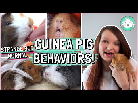 10 Strange Guinea Pig Behaviors for All Piggie Owners! Is That Normal?!