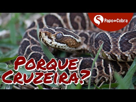 Urutu Cruzeiro ou Cruzeira - Porque tem esse nome? | Papo de Cobra