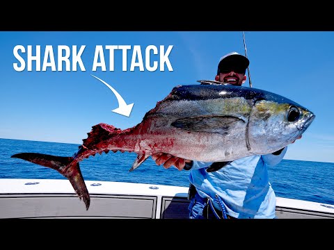 Shark Attacks our Giant Tuna