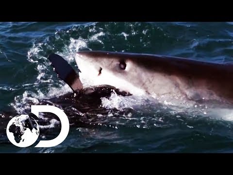 How The World's Deadliest Sharks Hunt For Prey | Shark Week 2019 | Discovery UK