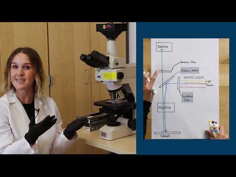 Fluorescence Microscopy