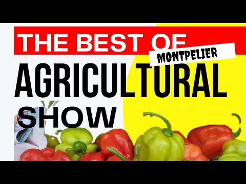 "I ABSOLUTELY love this experience!" Watch as we SHOWCASE  🇯🇲 Jamaica's BEST 🐄🌻🦆👏🏽#agriculturalshow