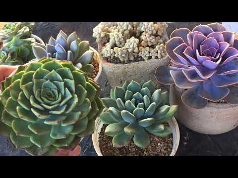 HOW DO I KNOW IF MY SUCCULENTS ARE HEALTHY ? | SUCCULENT CARE TIPS