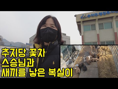 꽃차 스승님을 만난 추지 씨 그리고 동물친구들 (Country Story of City Couple EP.676)