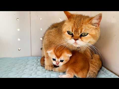 Baby kitten completely washed by foster mom cat