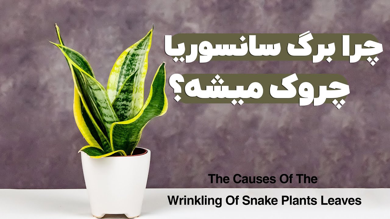 علت چروک شدن برگ سانسوریا چیست؟+راه درمان Wrinkling Of Snake Plant Leaf