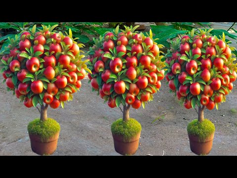 How To Grow Apples Trees From Apples Fruits , growing apples plants from seed