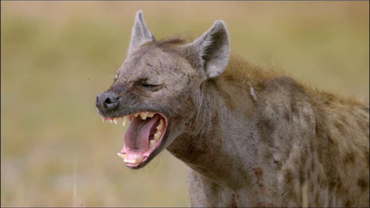 مستند حیات وحش - Spotted Hyenas 2020 Full HD 1080p