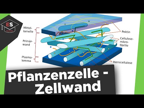 Die Zellwand - Bestandteile der Pflanzenzelle - Aufbau, Funktion - Zellwand einfach erklärt!