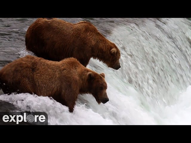 Brooks Falls - Katmai National Park, Alaska 2024 powered by EXPLORE.org