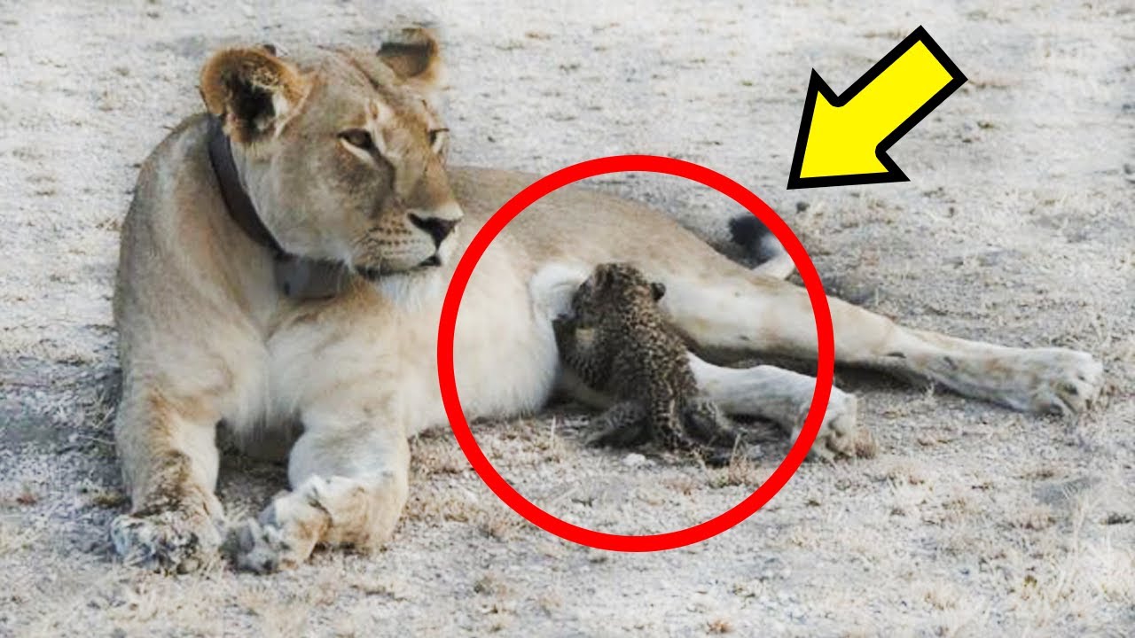 شیر بچه پلنگی را به فرزندی گرفت... اتفاق که جهان را شگفت زده کرد