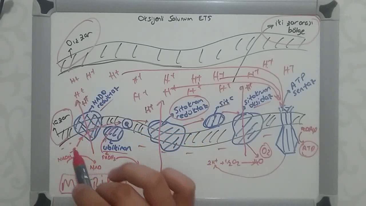 Oksijenli Solunum - Oksidatif Fosforilasyon - ETS evresi
