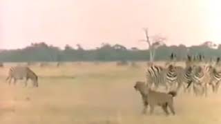 فیلم دیدنی از شکار شدن کفتار توسط شیر نر