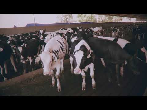 The Dairy Industry - Animal Equality