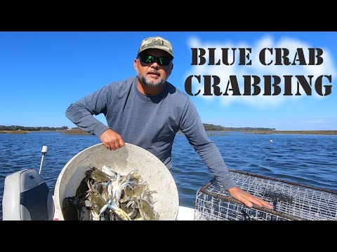 BLUE CRAB CRABBING (4 different baits, 4 pots, 4 pulls)