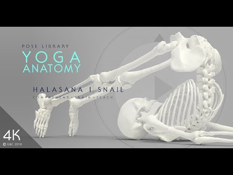 Yoga Anatomy Yin Yoga: Halasana or Snail Pose 4K