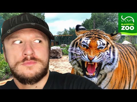 Inside the NEW Big Cat Enclosure at Blackpool Zoo