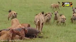 فیلم دیدنی از نبرد شیرها و کفتارها