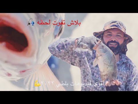 بلاش يفوتك صيد وحوش سمك البلطي أقوي فيديوهات ٢٢ تاريخي #fishing