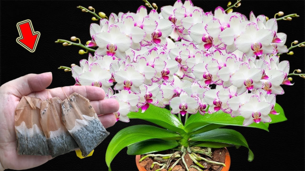 Put 1 Bag In The Root! Orchids Bloom For A Year Without Fading