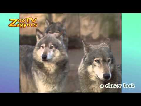 Zoo Safari - Wolf wolven parend - Wolves mating #02