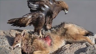 بهترین صحنه ها از حملات عقاب های گرسنه به حیوانات