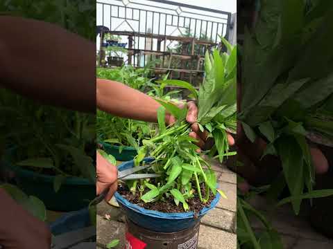 Panen Kangkung Organik #menanam #asmr #harvest #garden #menanamkangkung #urbangardening