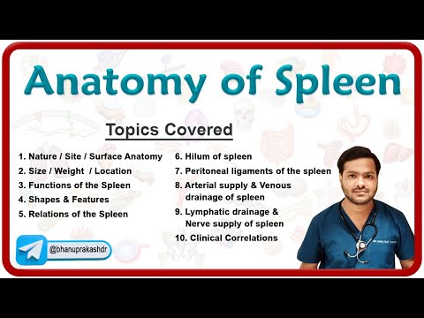 Anatomy of the Spleen : Relations, Ligaments, Neurovascular supply, Venous and lymphatic drainage