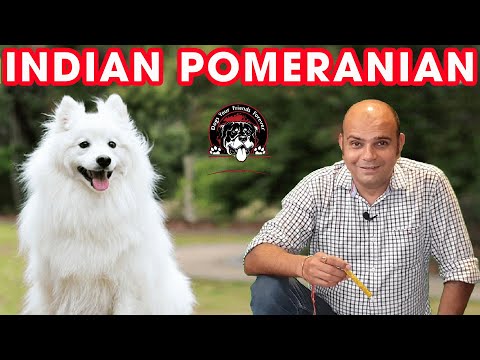 Pomeranian The Cute Watch Dog (Pet Puppy) || Indian Spitz Dogs and Breeds || Baadal Bhandaari