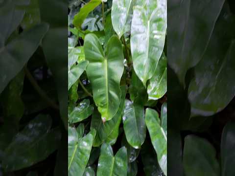 Philodendron