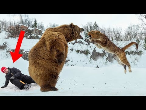 Wild Animals That SAVED Human Lives!