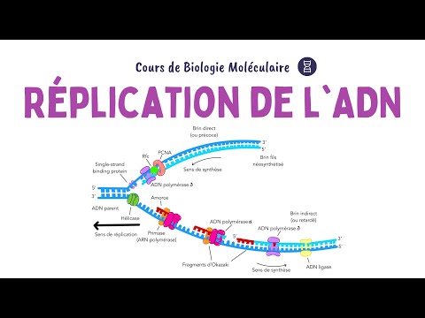 RÉPLICATION DE L'ADN | ACIDES NUCLÉIQUES | Biochimie Facile