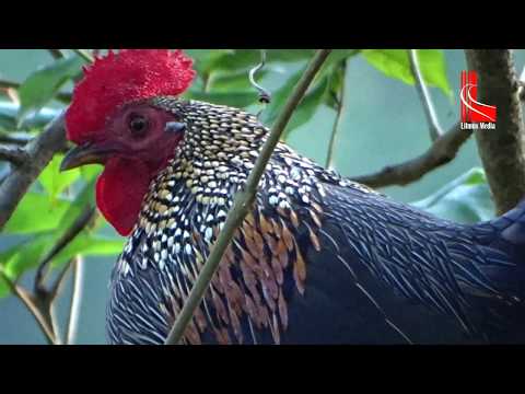 Suara Ayam Hutan Jantan, Grey junglefowl, Gallus sonneratii,Ancestral da galinha doméstica