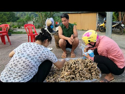 Harvest Ginger and bring it to the market to sell & Move Firewood houses - Chúc Tòn Bình