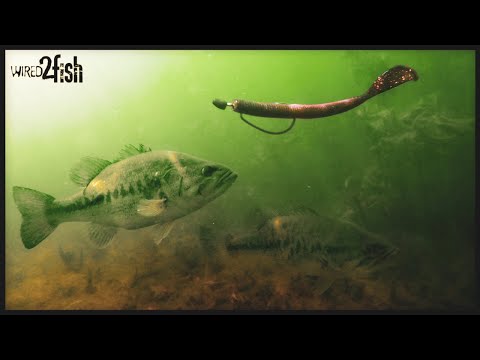 How to Swim a Worm for Bass | NEW Tricks with Shaw Grigsby‼️